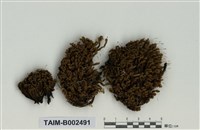 藏品(縮葉苔屬)的圖片